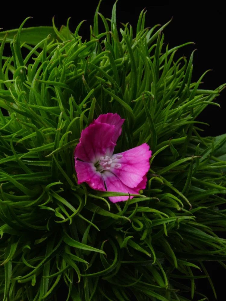 akyurt, engin: fiore primaverile