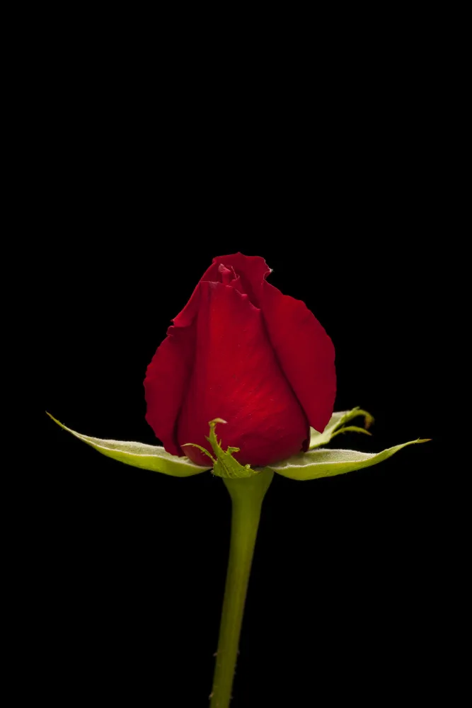akyurt, engin: una bellissima rosa rossa
