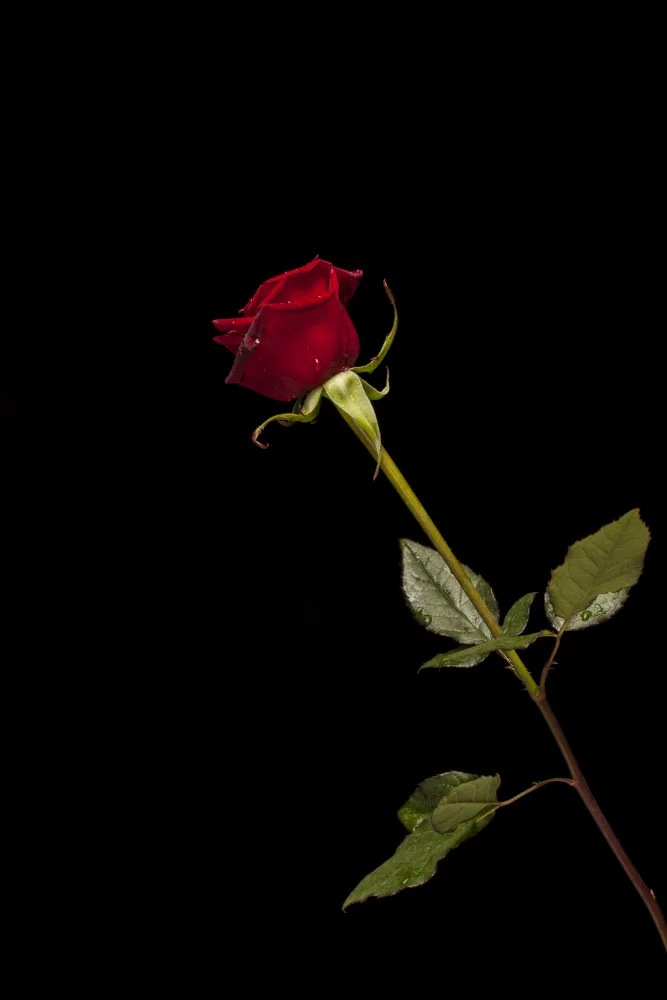 akyurt, engin: rosa rossa isolata su sfondo nero