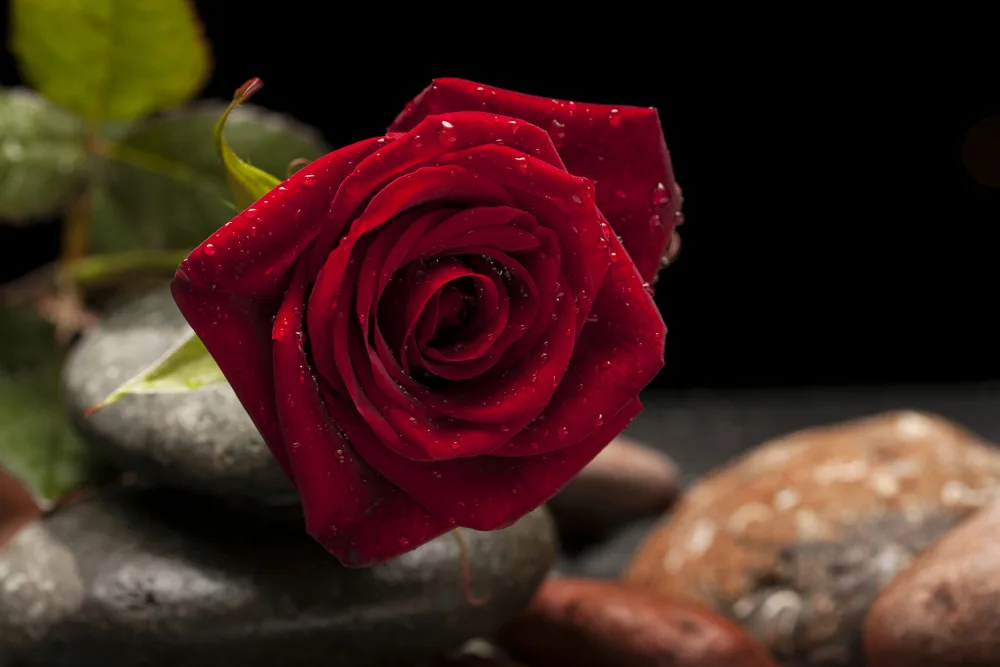 akyurt, engin: rosa rossa