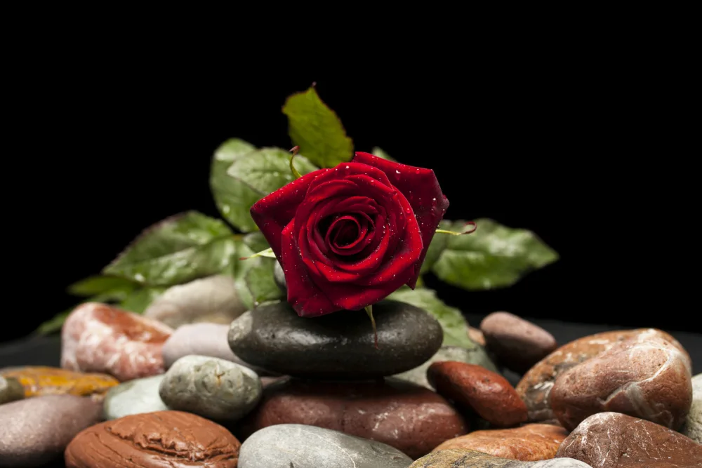 akyurt, engin: rose rouge