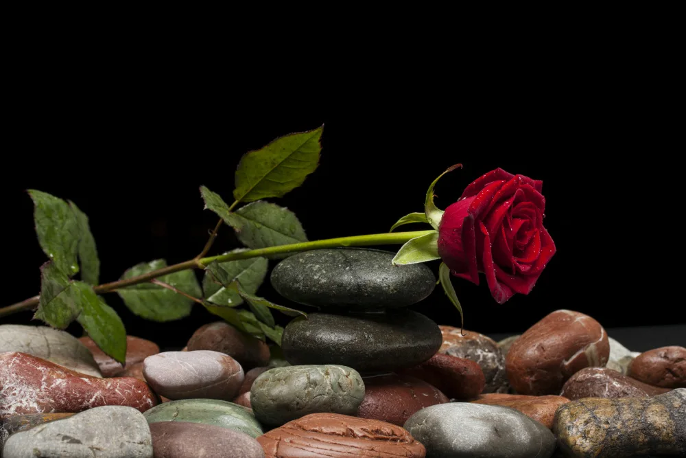 akyurt, engin: rote Rose