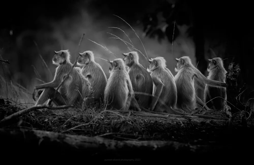 Sikand, Puneet: Jungle Troopers