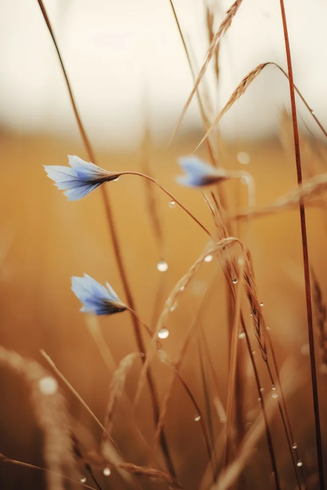 Treechild: Blaue Maisblumen
