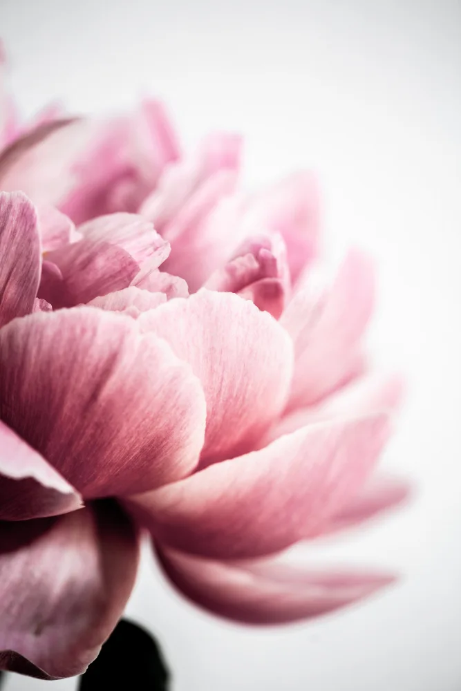 Böhmer, Mareike: Peonia 1