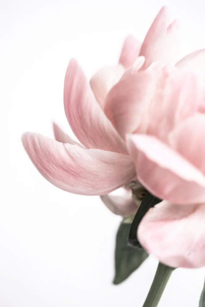 Böhmer, Mareike: Peonia 2