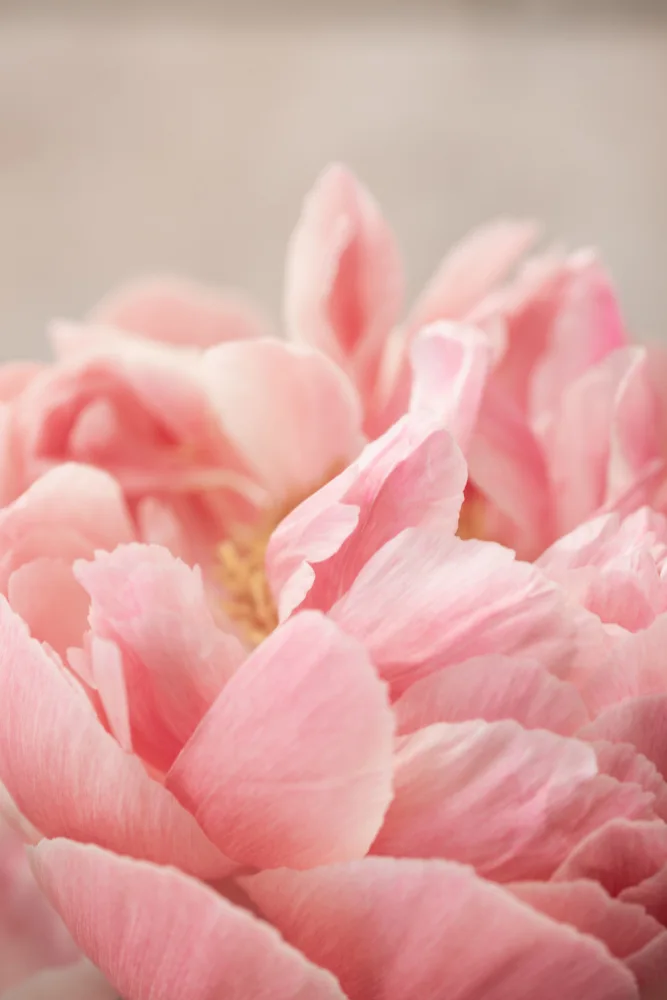 Böhmer, Mareike: Peonia 4
