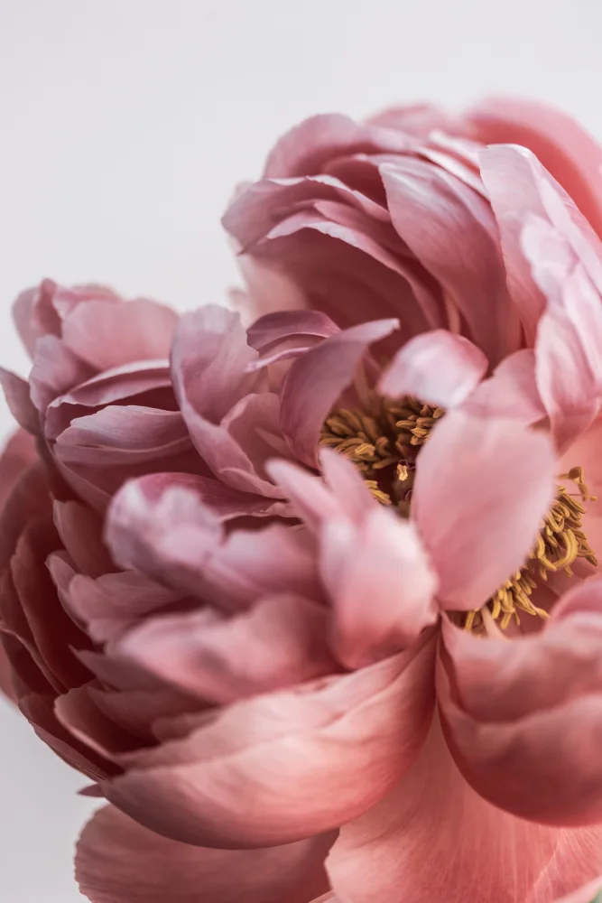 Böhmer, Mareike: Peonia