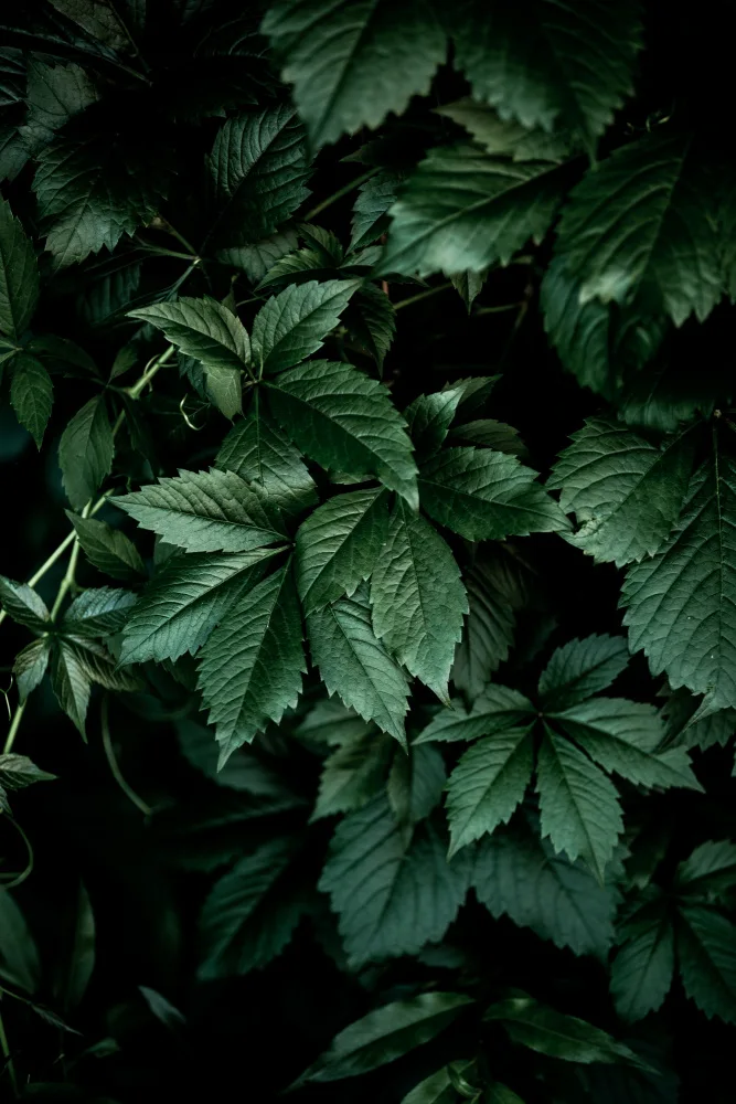 Böhmer, Mareike: Dark Leaves 13