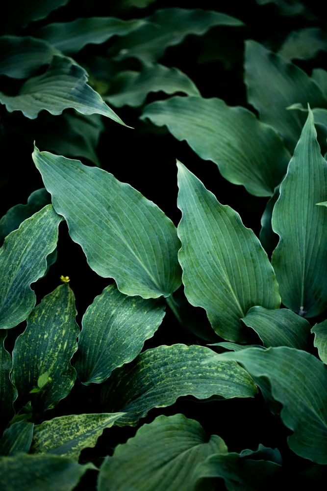 Böhmer, Mareike: Dark Leaves 15