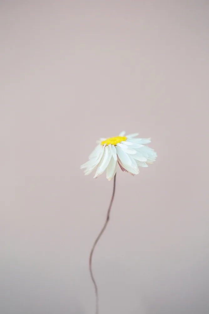 Böhmer, Mareike: Fragile 1