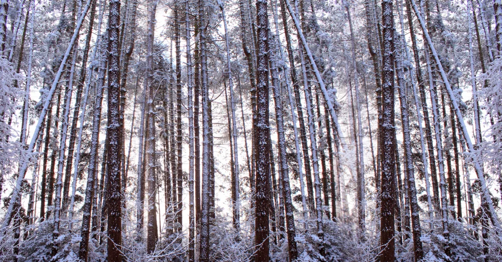 Fennell, Alyson: Panoramic Winter Pine Trees
