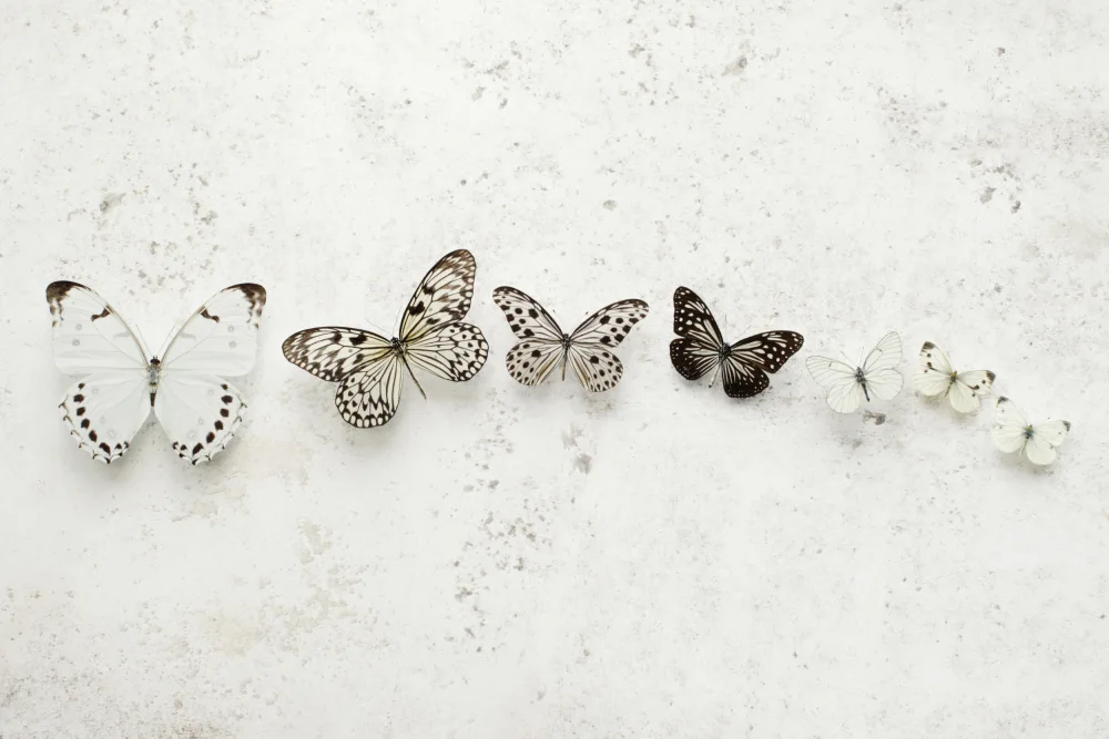 Fennell, Alyson: Dancing Speckled Butterflies