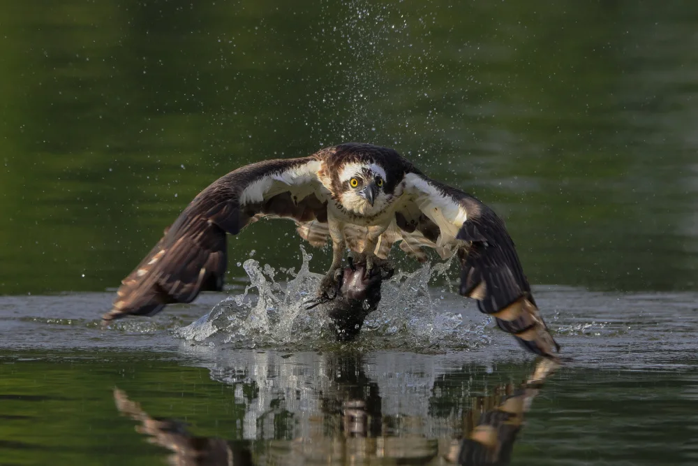 Lam, Gavin: Osprey