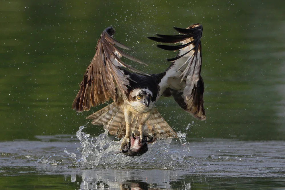 Lam, Gavin: Osprey
