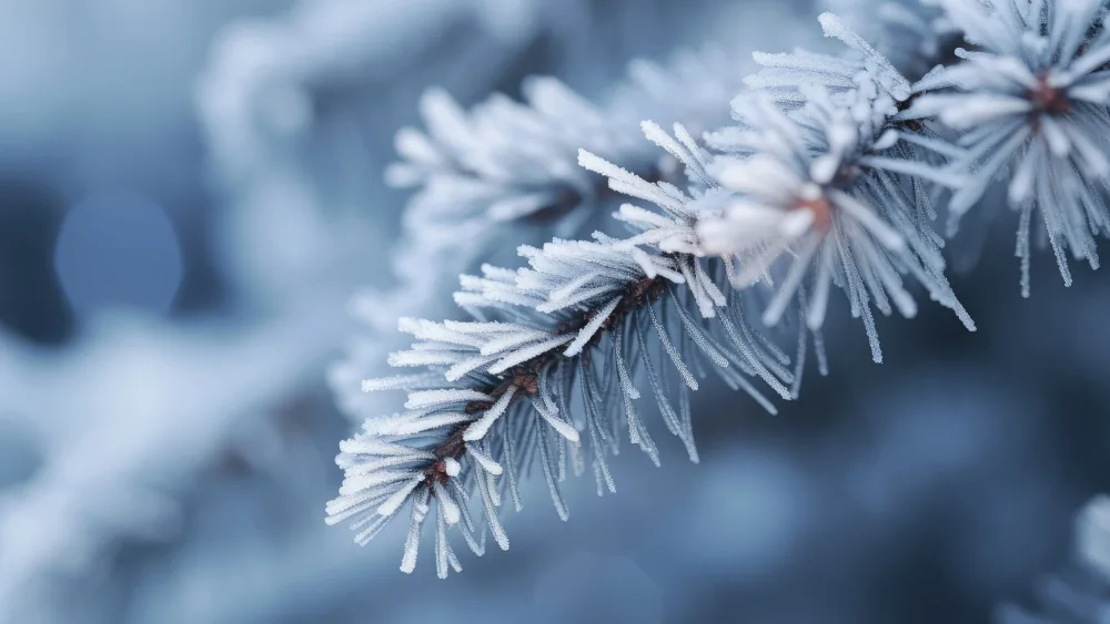 Treechild: Winter Impressions No 8