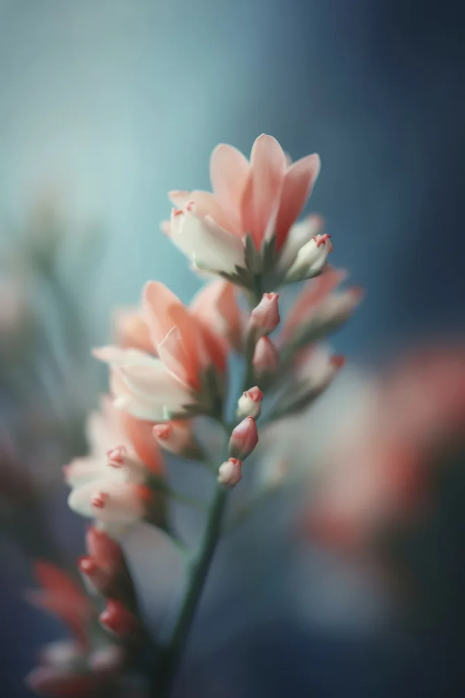 Treechild: Pastel Pink Beauty