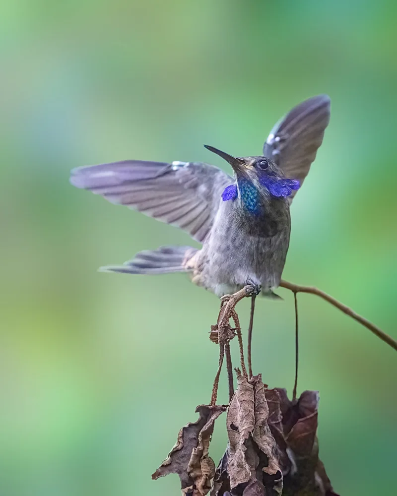 Wei, and Siyu: Brown Violetear