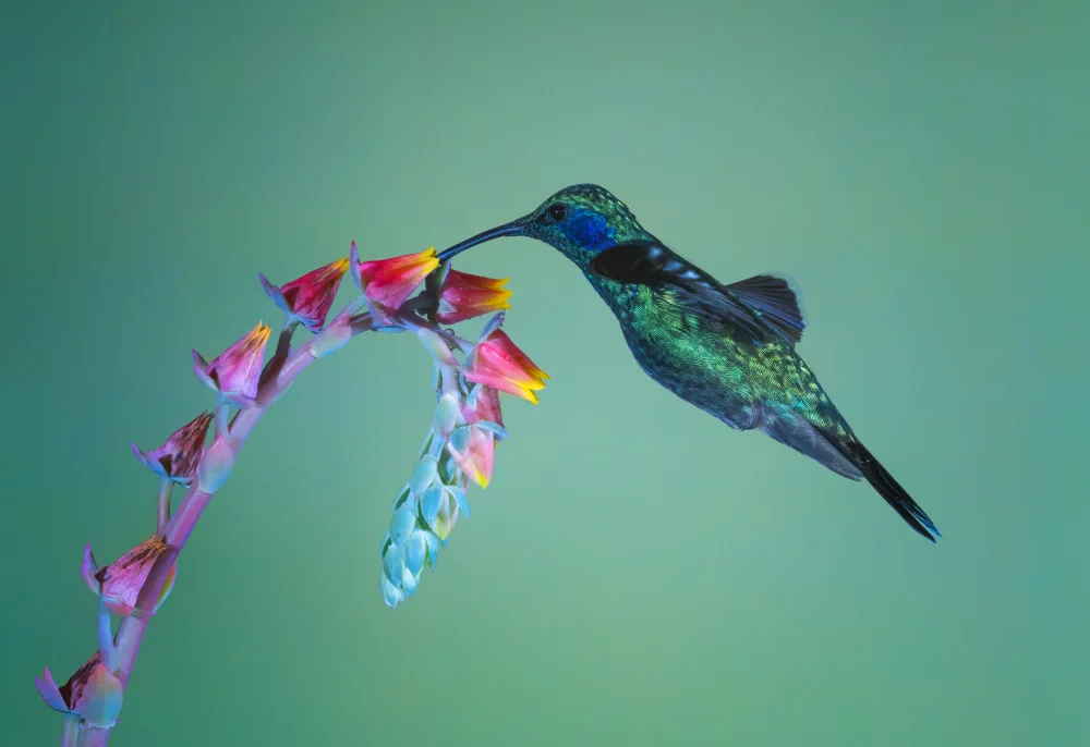 Wei, and Siyu: Lesser Violetear