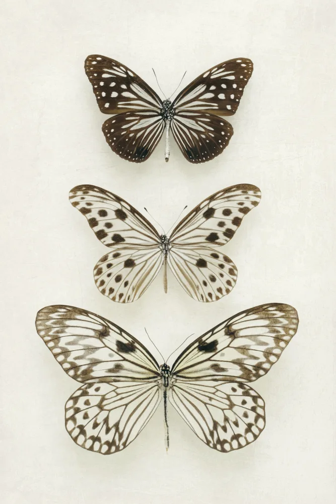Fennell, Alyson: Three Neutral Butterflies