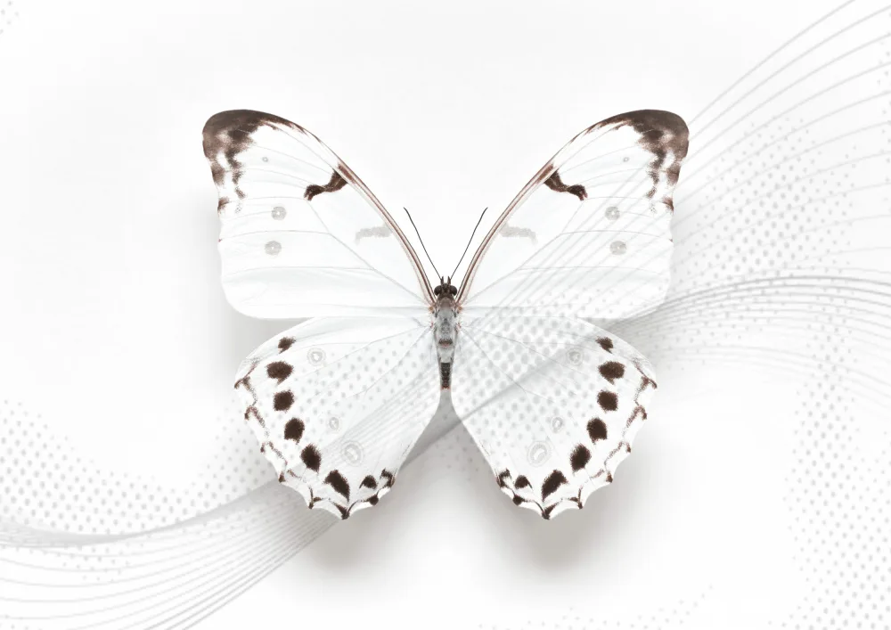Fennell, Alyson: White Butterfly Swirl