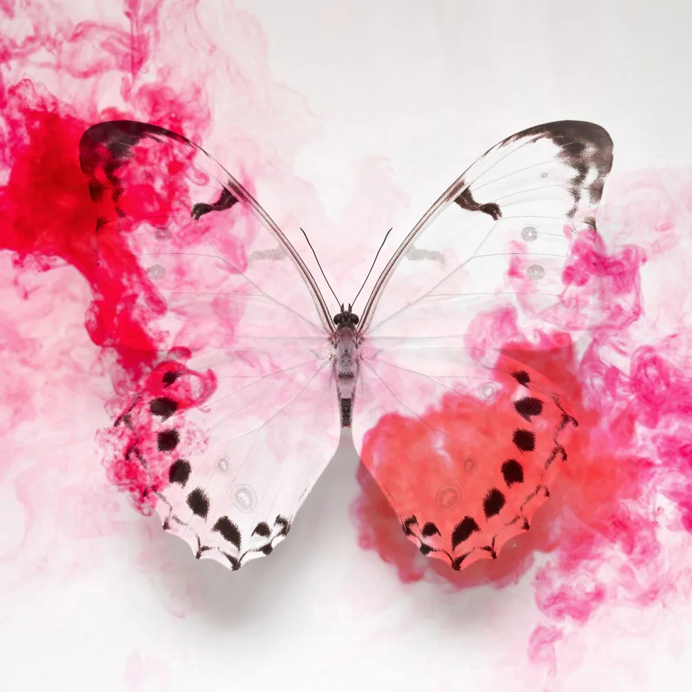 Fennell, Alyson: White Morpho Butterfly With Crimson Ink