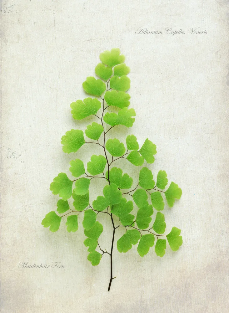 Fennell, Alyson: Maiden Hair Fern