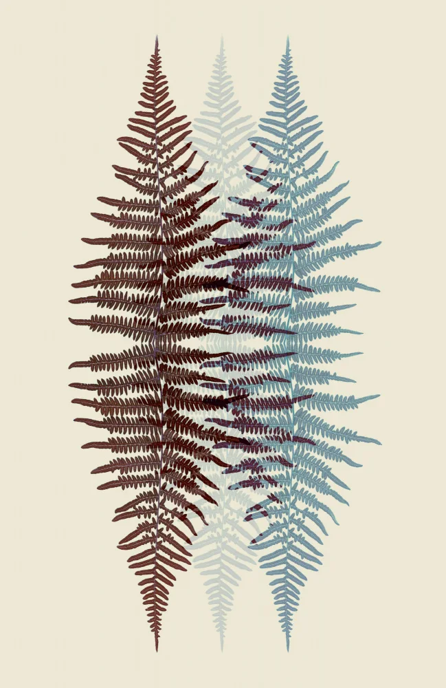 Fennell, Alyson: Chocolate and Teal Fern