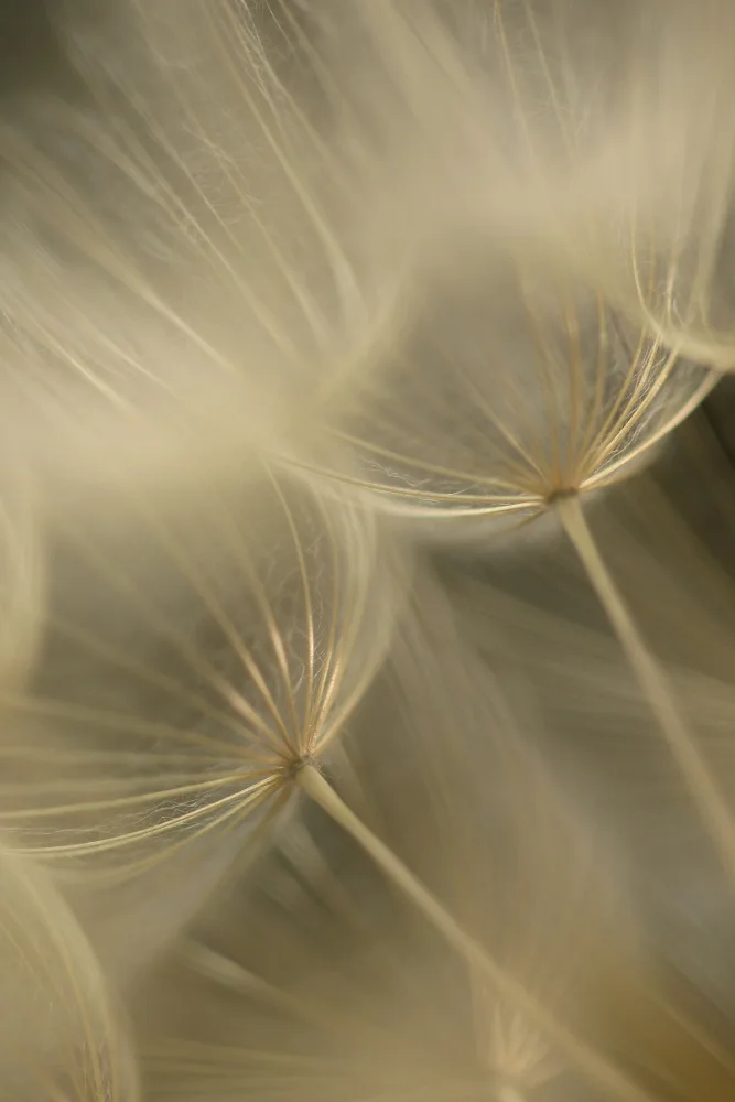Fennell, Alyson: Salsify Seed Head Closeup