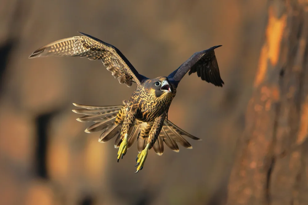 Lam, Gavin: Peregrine Falcon