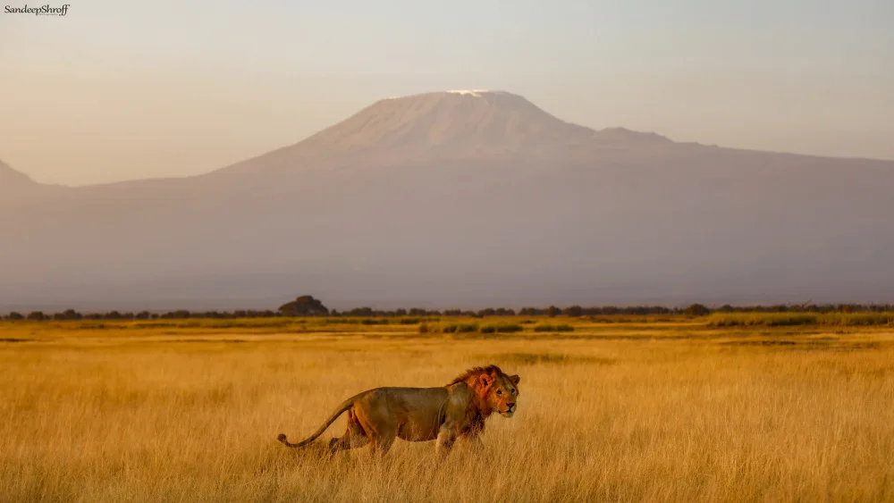 Shroff, Sandeep: Male lion and Mt Kilimanjaro
