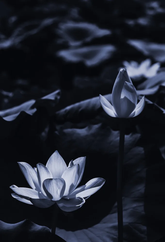 Isotani, Sunao: Champ de lotus d'été_bi