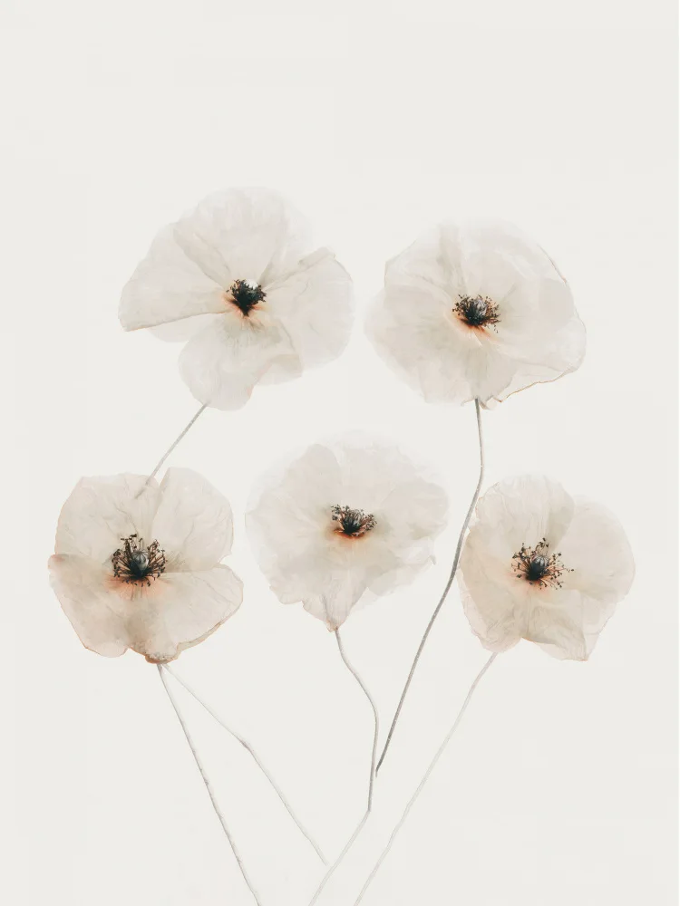 Paksoylu, Bilge: Beige Delicate Flowers