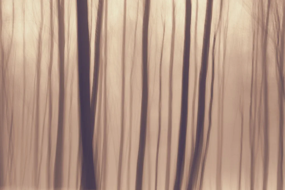 Paksoylu, Bilge: Trees In Forest 9