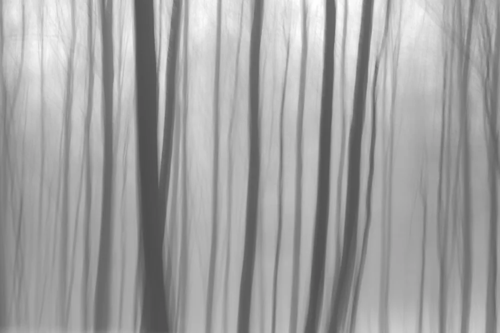 Paksoylu, Bilge: Trees In Forest 8