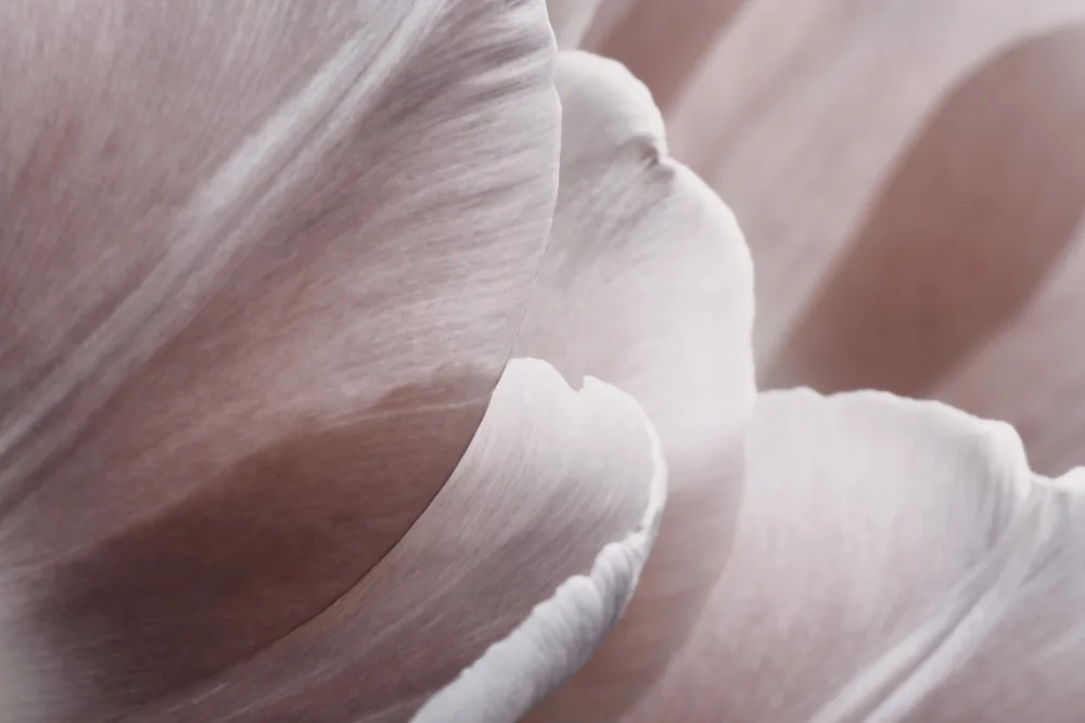 Paksoylu, Bilge: Pink Macro Flower Photo 1