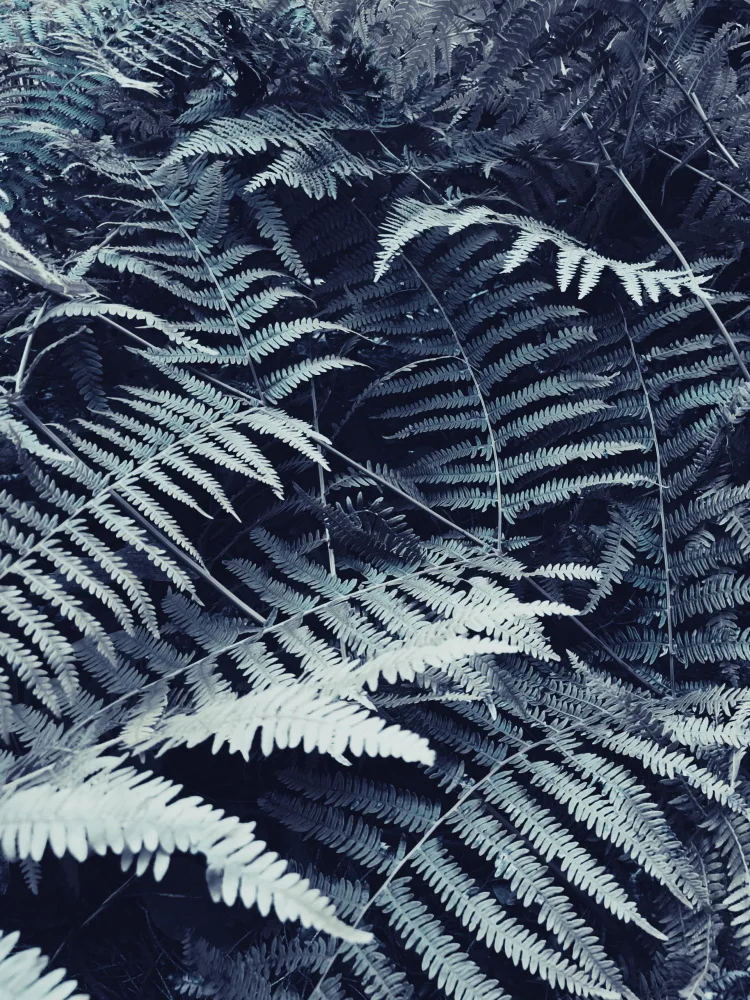 Paksoylu, Bilge: Plant leaves