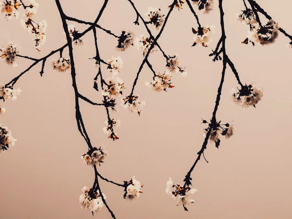Paksoylu, Bilge: Minimalistic Branches