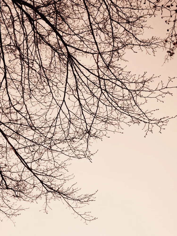Paksoylu, Bilge: Branches - Sepia