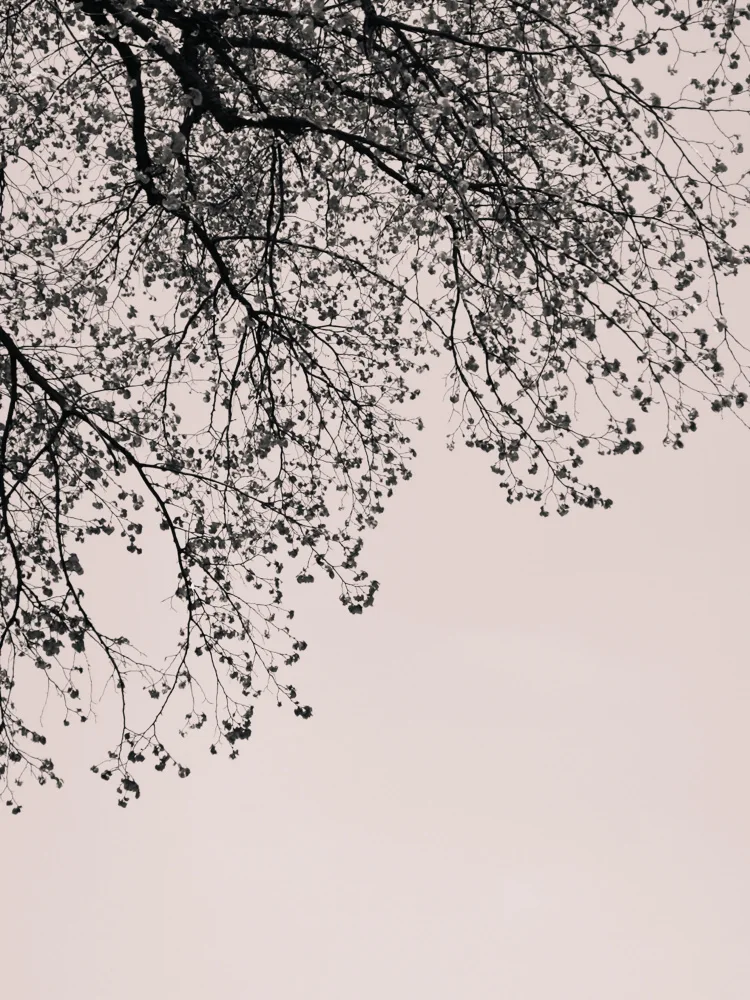 Paksoylu, Bilge: Branches against the sky