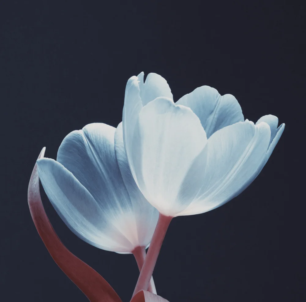 Paksoylu, Bilge: Loving Couple White Red  Dsc1915