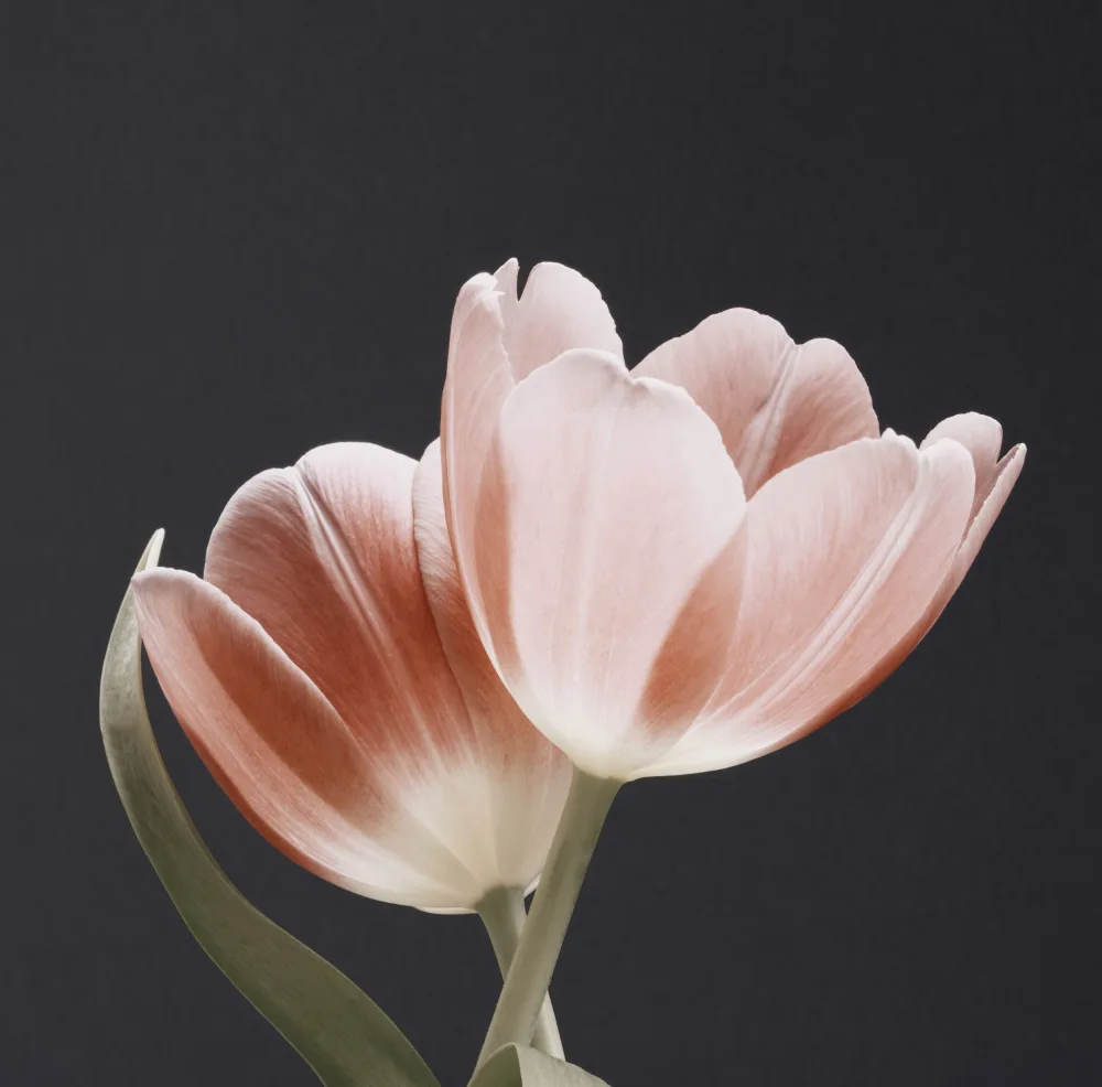 Paksoylu, Bilge: Soft Pink Grey Bg Dsc1915