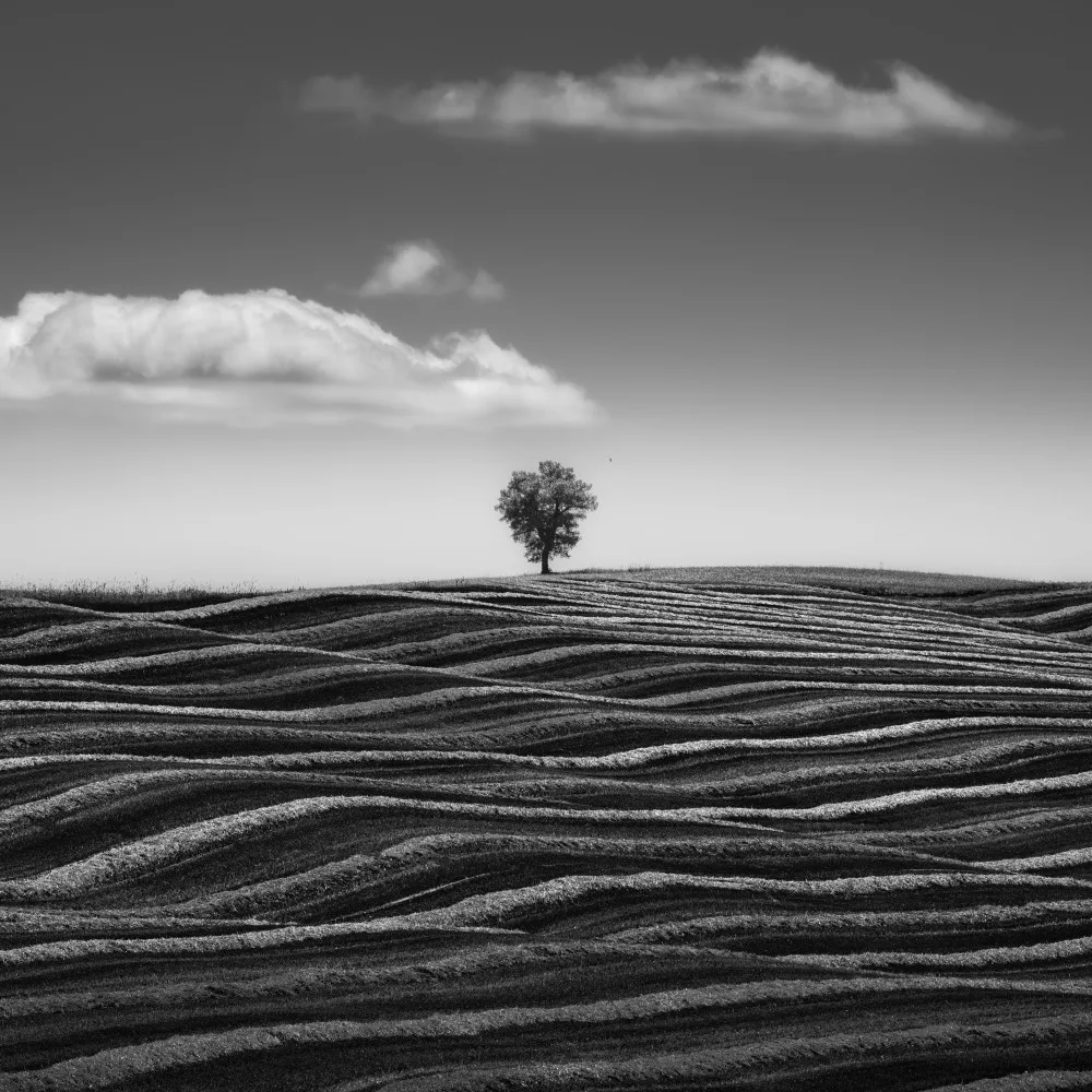 Franzoni, de Thomas: Empire of Loneliness