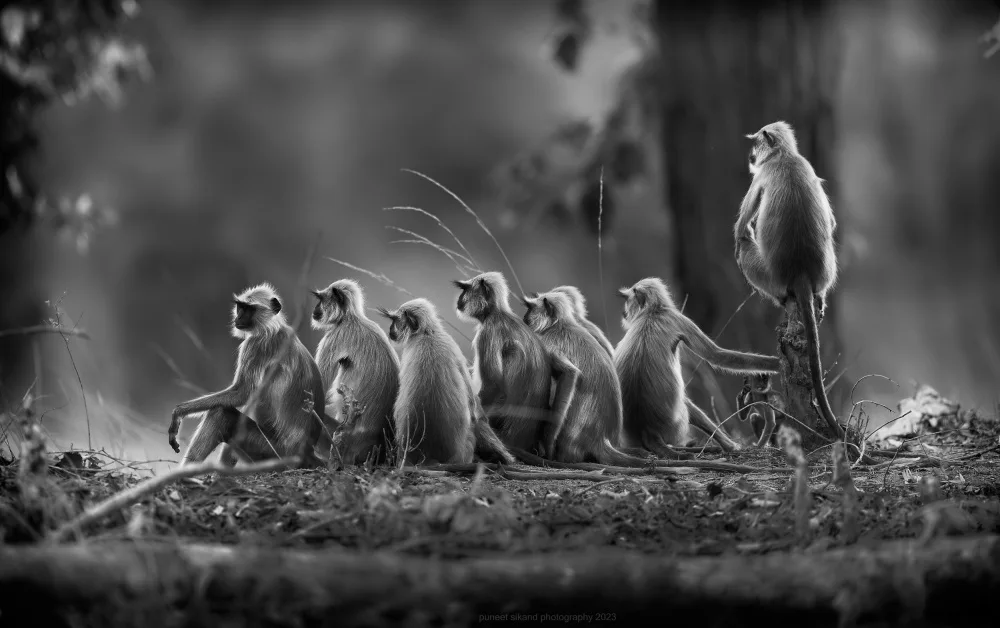 Sikand, Puneet: Jungle Post