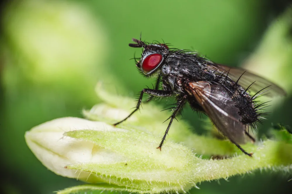 Virág, Dávid: Fly