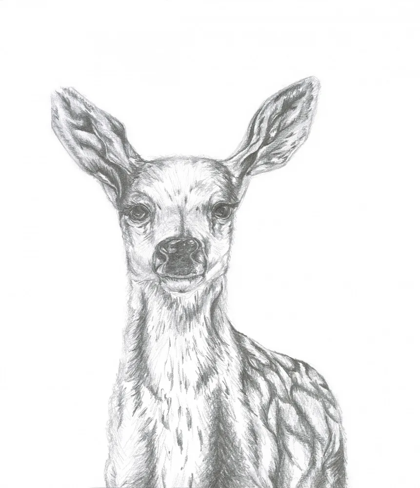 Muller, Lor: Deer