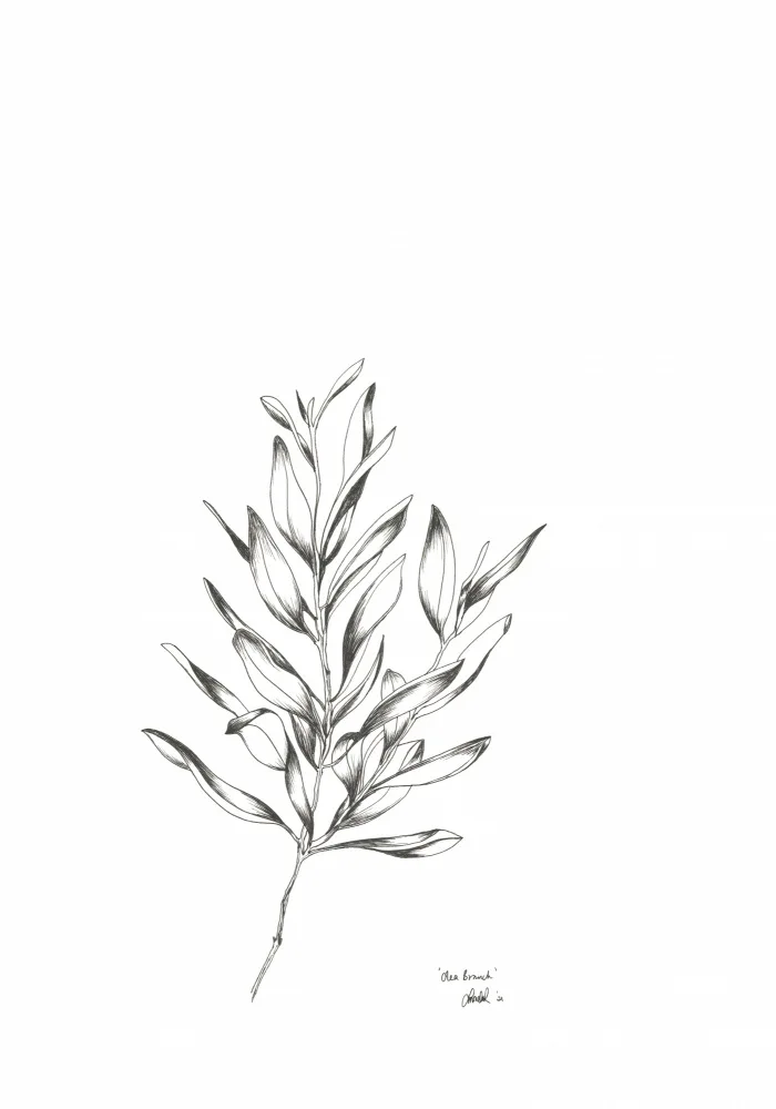 Muller, Lor: Olea