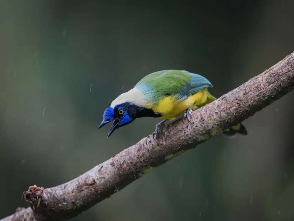 (吉星高照), Taksing: Inca Jay