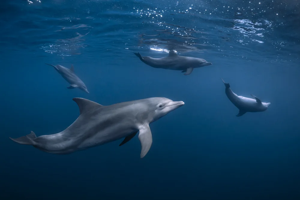 Gabriel, Barathieu: Dolphin gang