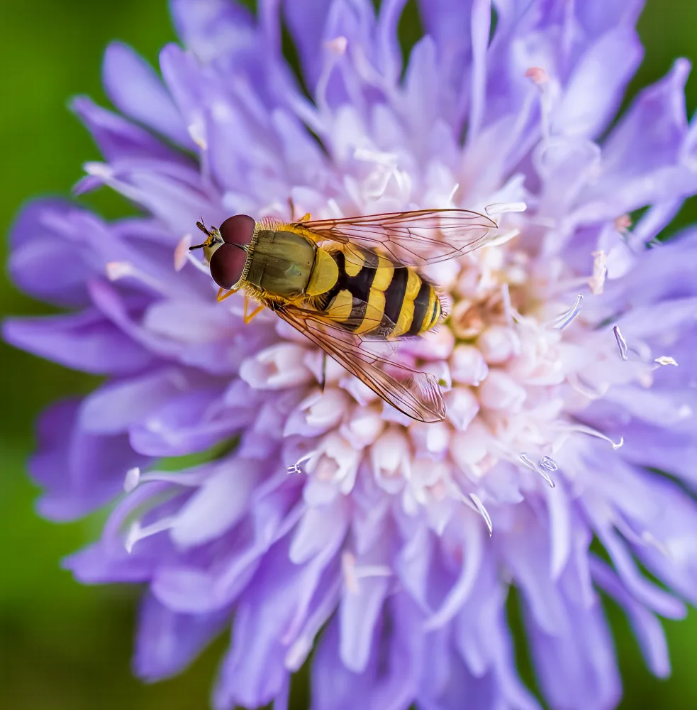 Henshaw, Elaine: Hoverfly on Flower